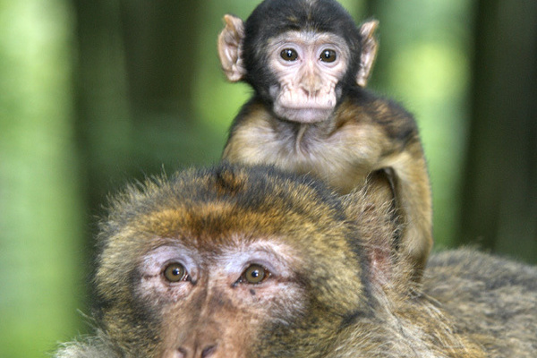 Affenmama mit Baby Affenberg Elsass/ Magot Bebe