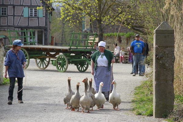 Villageois et oise   Ecomuse d'Alsace